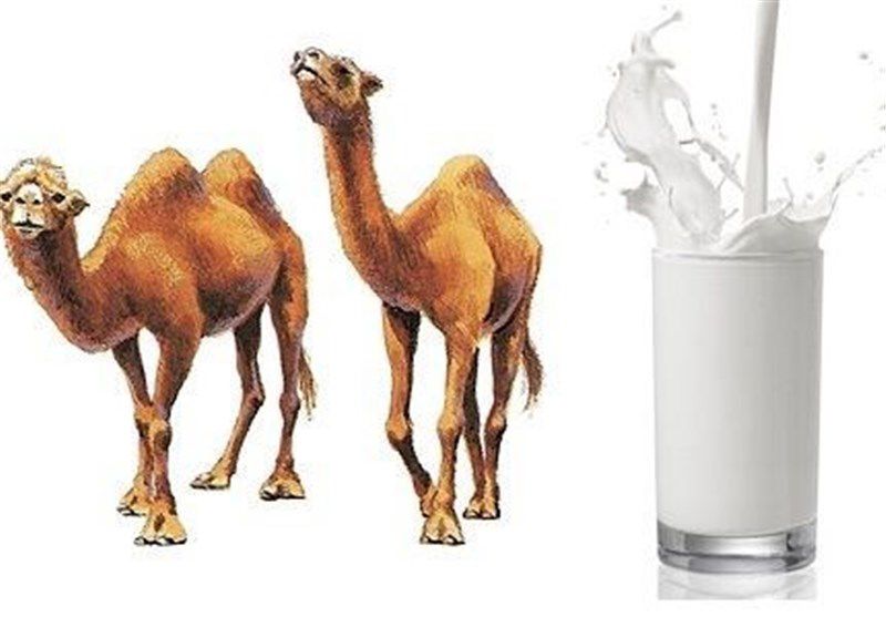 تعبیر خواب خوردن شیر شتر
