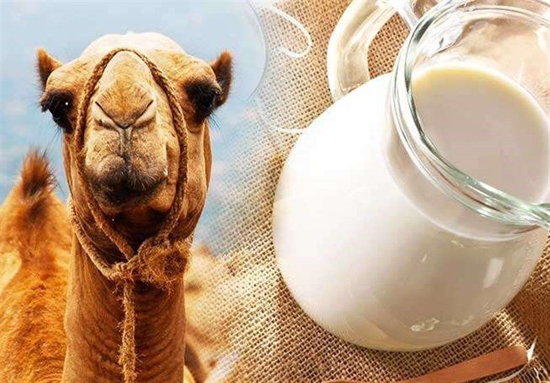 تعبیر خواب خوردن شیر شتر