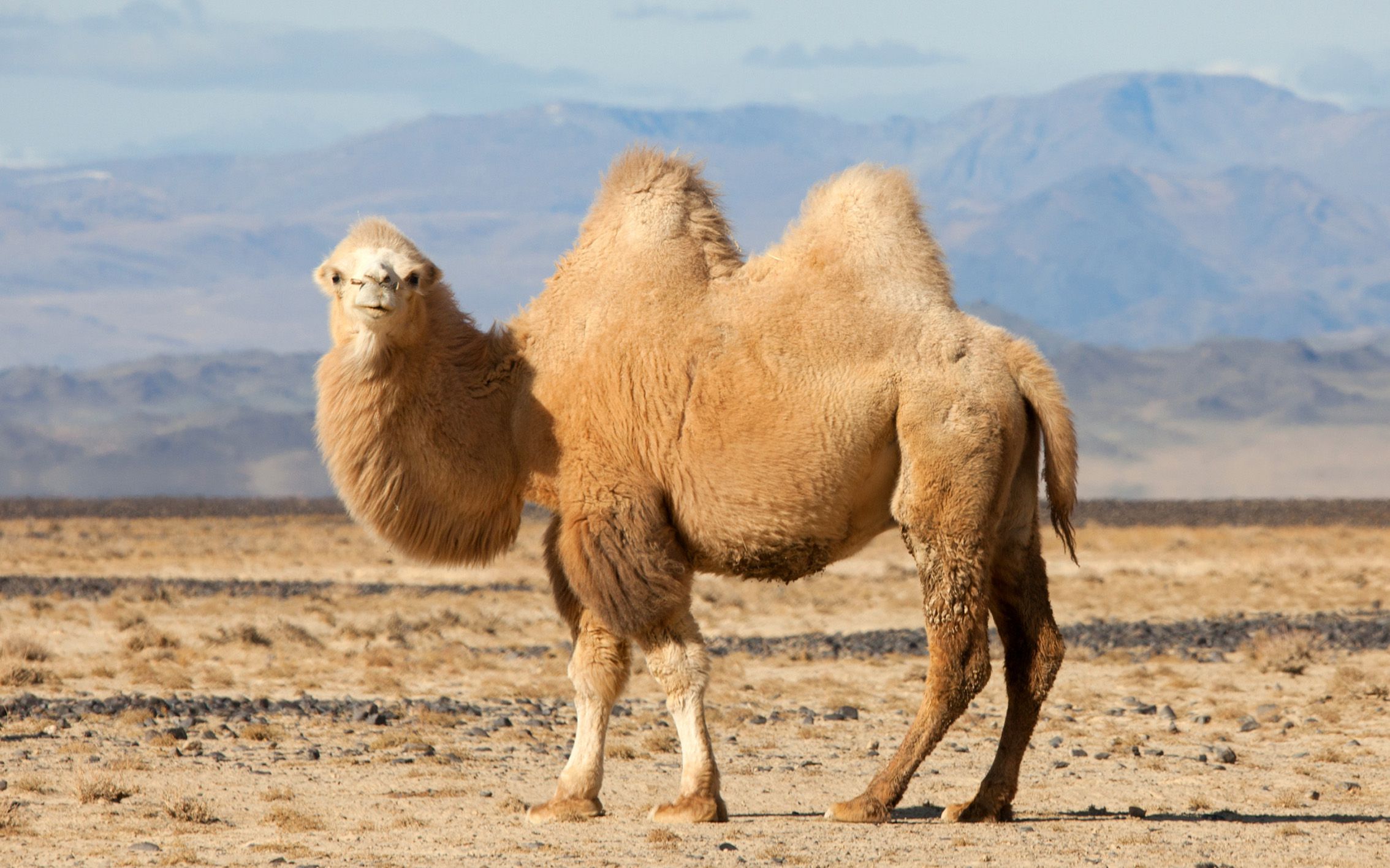 تعبیر خواب شتر