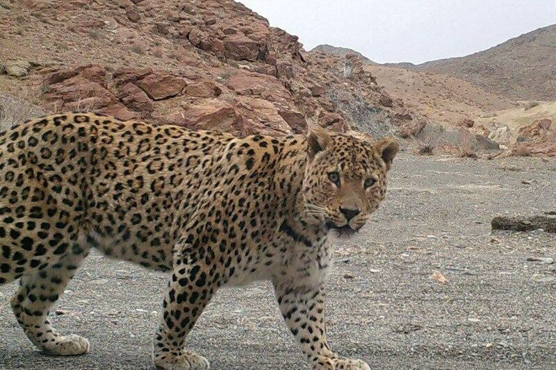 تعبیر خواب پلنگ