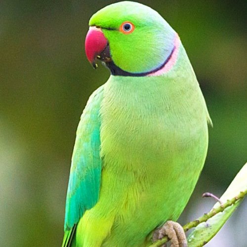 تعبیر خواب طوطی