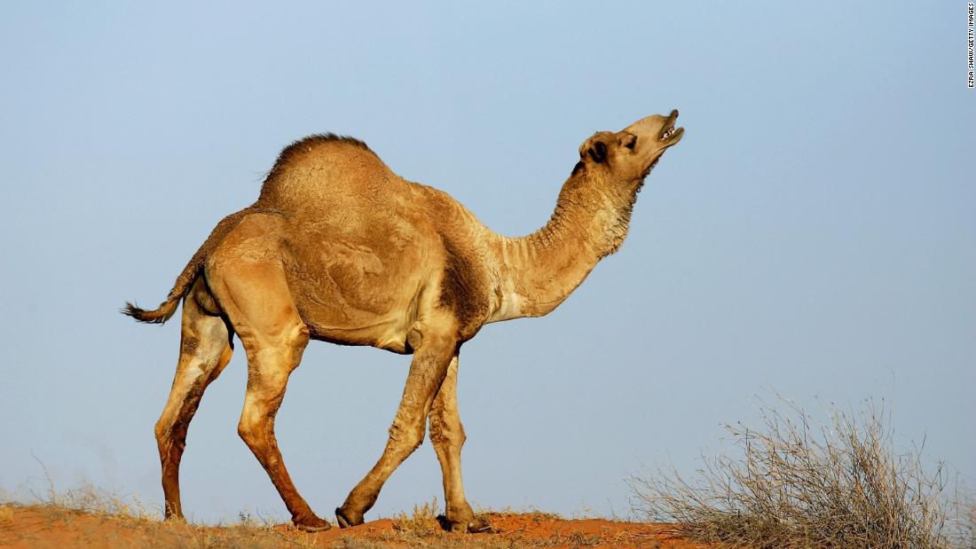 تعبیر خواب شتر