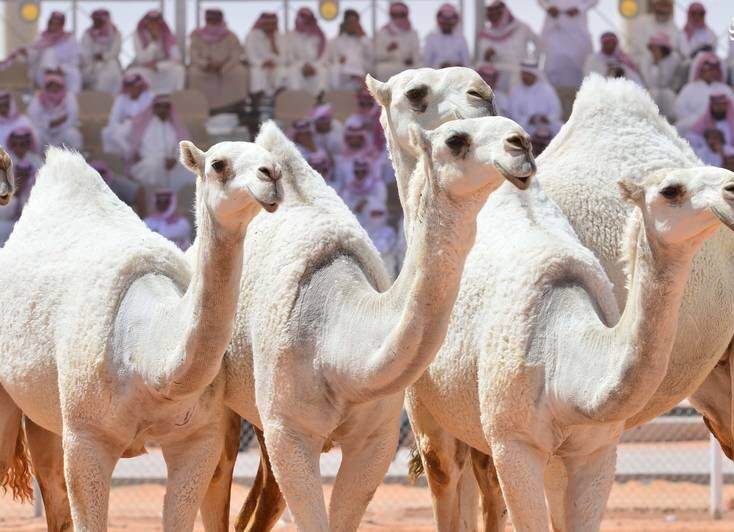 تعبیر خواب شتر سفید