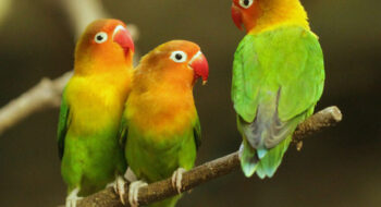 تعبیر خواب طوطی