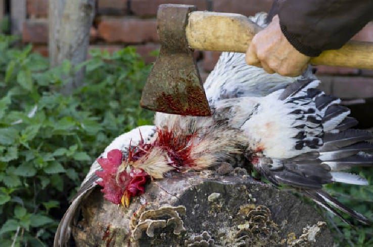 تعبیر خواب کشتن مرغ