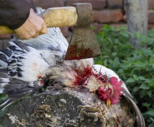 تعبیر خواب کشتن مرغ
