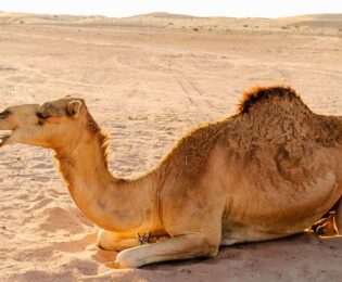 تعبیر خواب شتر