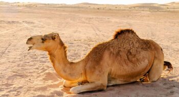 تعبیر خواب شتر