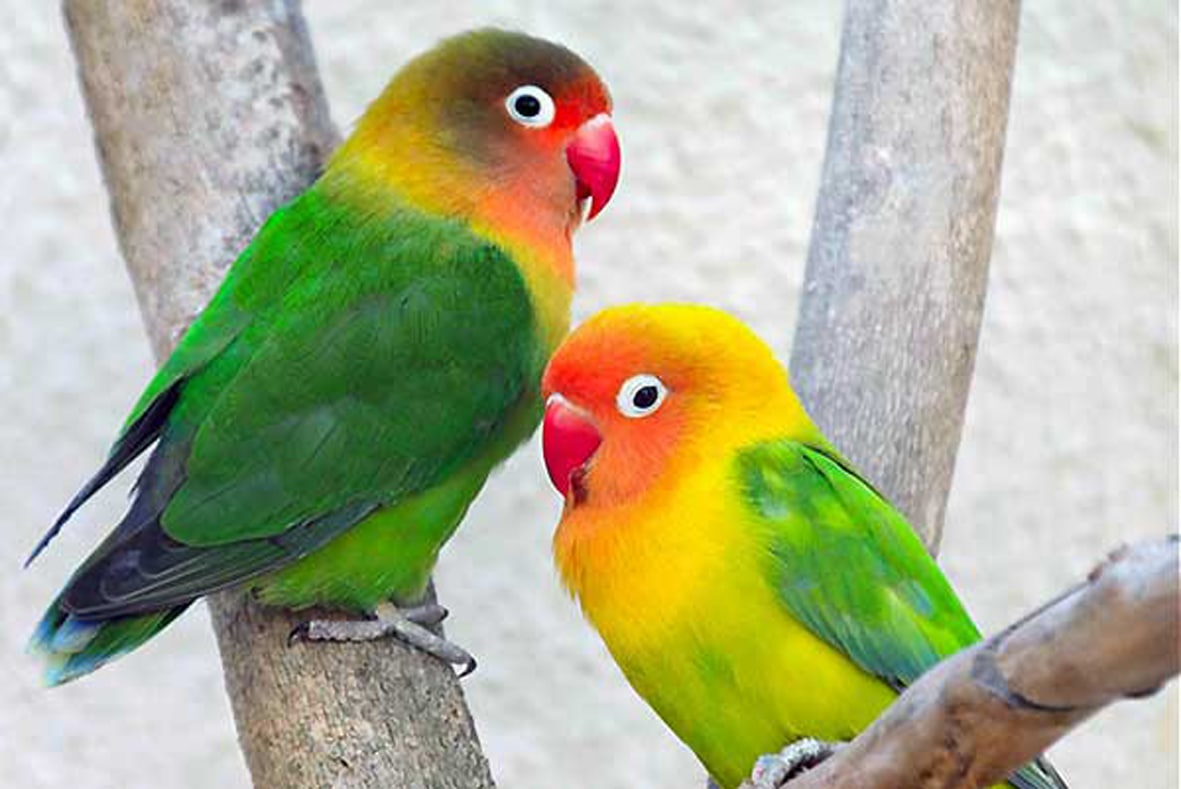 تعبیر خواب طوطی
