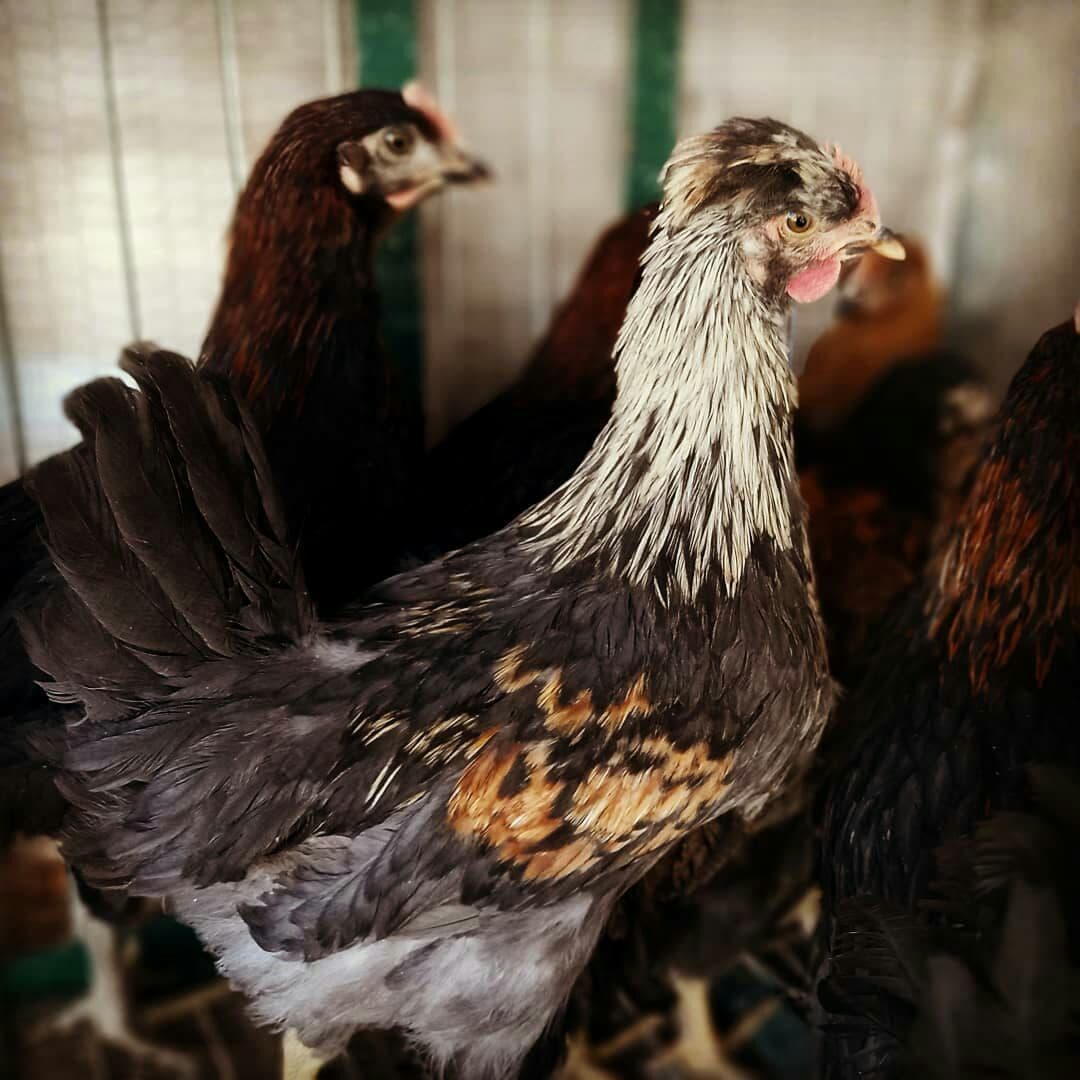 تعبیر خواب مرغ و خروس