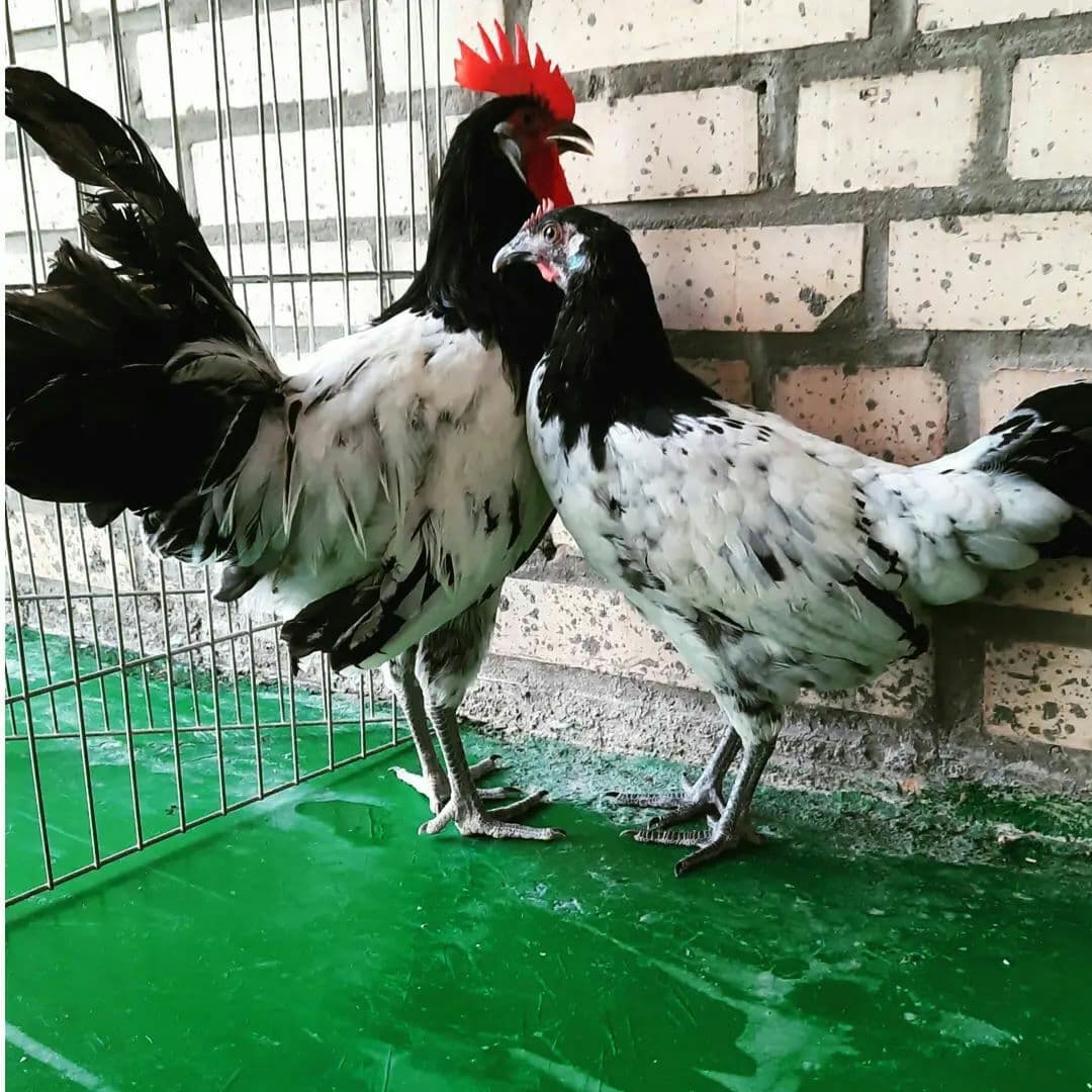 تعبیر خواب مرغ و خروس