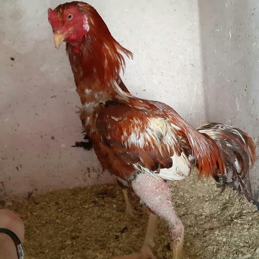 تعبیر خواب مرغ