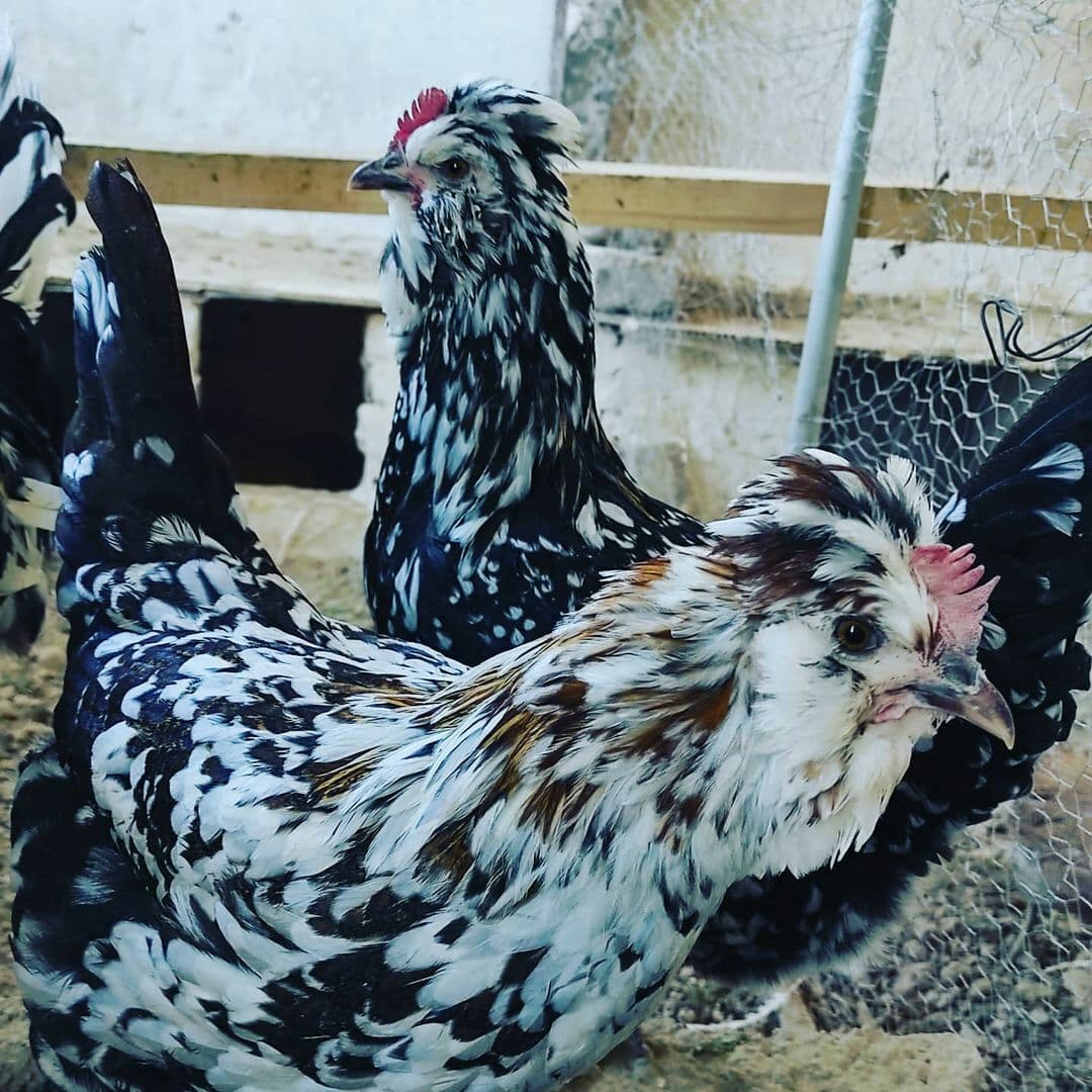 تعبیر خواب مرغ و خروس