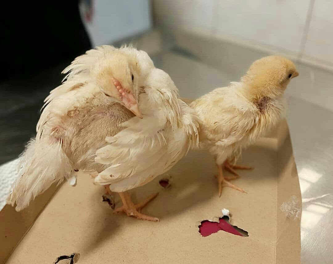 تعبیر خواب جوجه مرغ