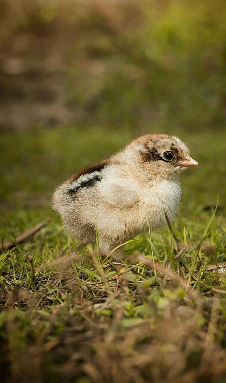تعبیر خواب جوجه مرغ