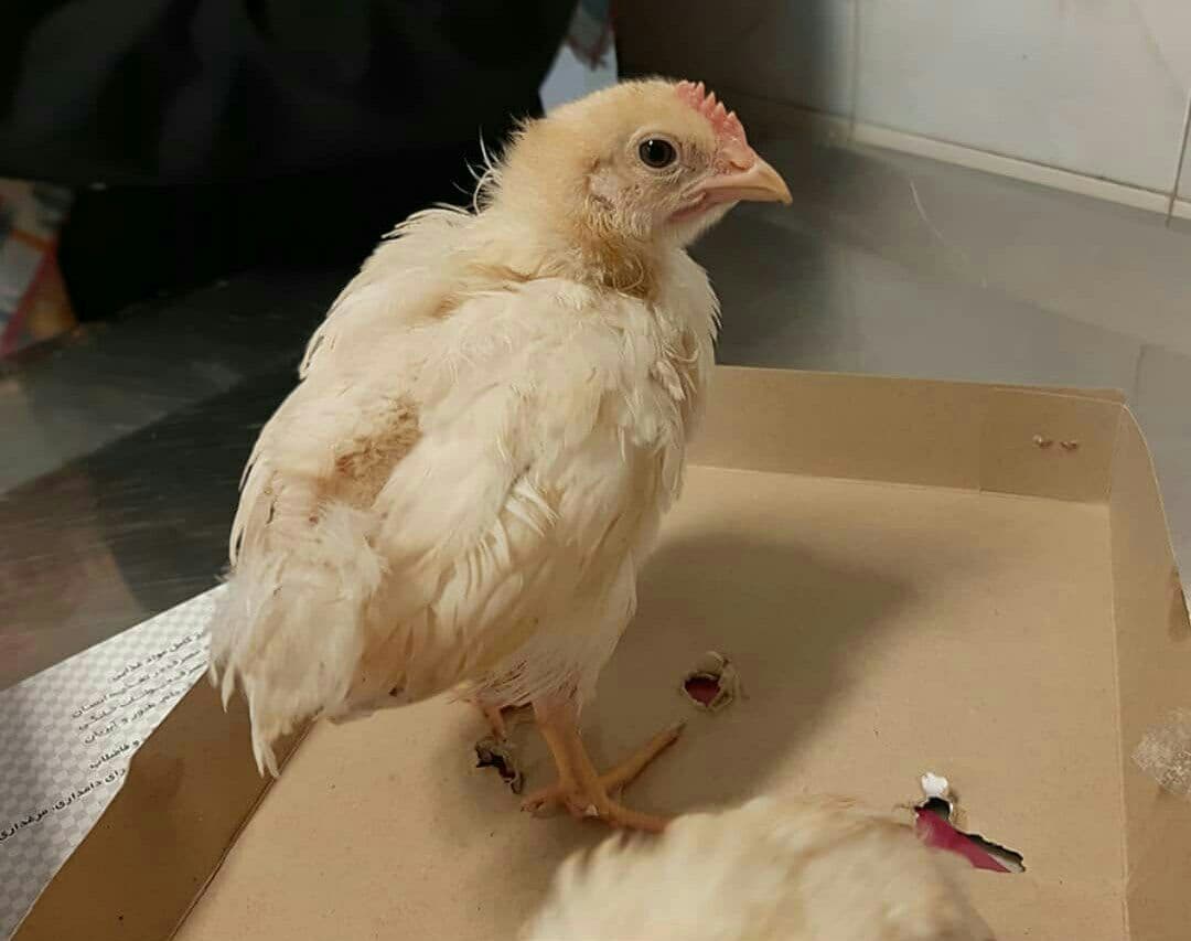 تعبیر خواب جوجه مرغ