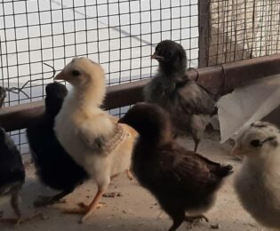 تعبیر خواب جوجه مرغ