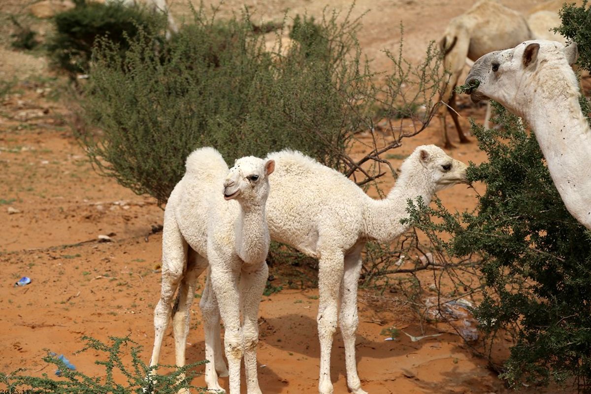 تعبیر خواب شتر سفید
