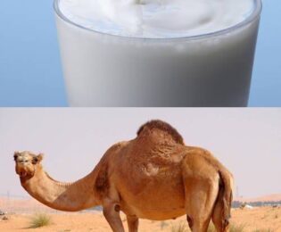 تعبیر خواب خوردن شیر شتر