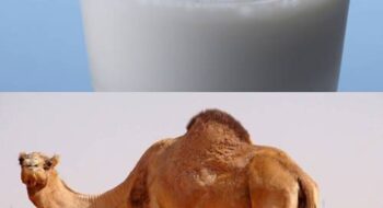 تعبیر خواب خوردن شیر شتر