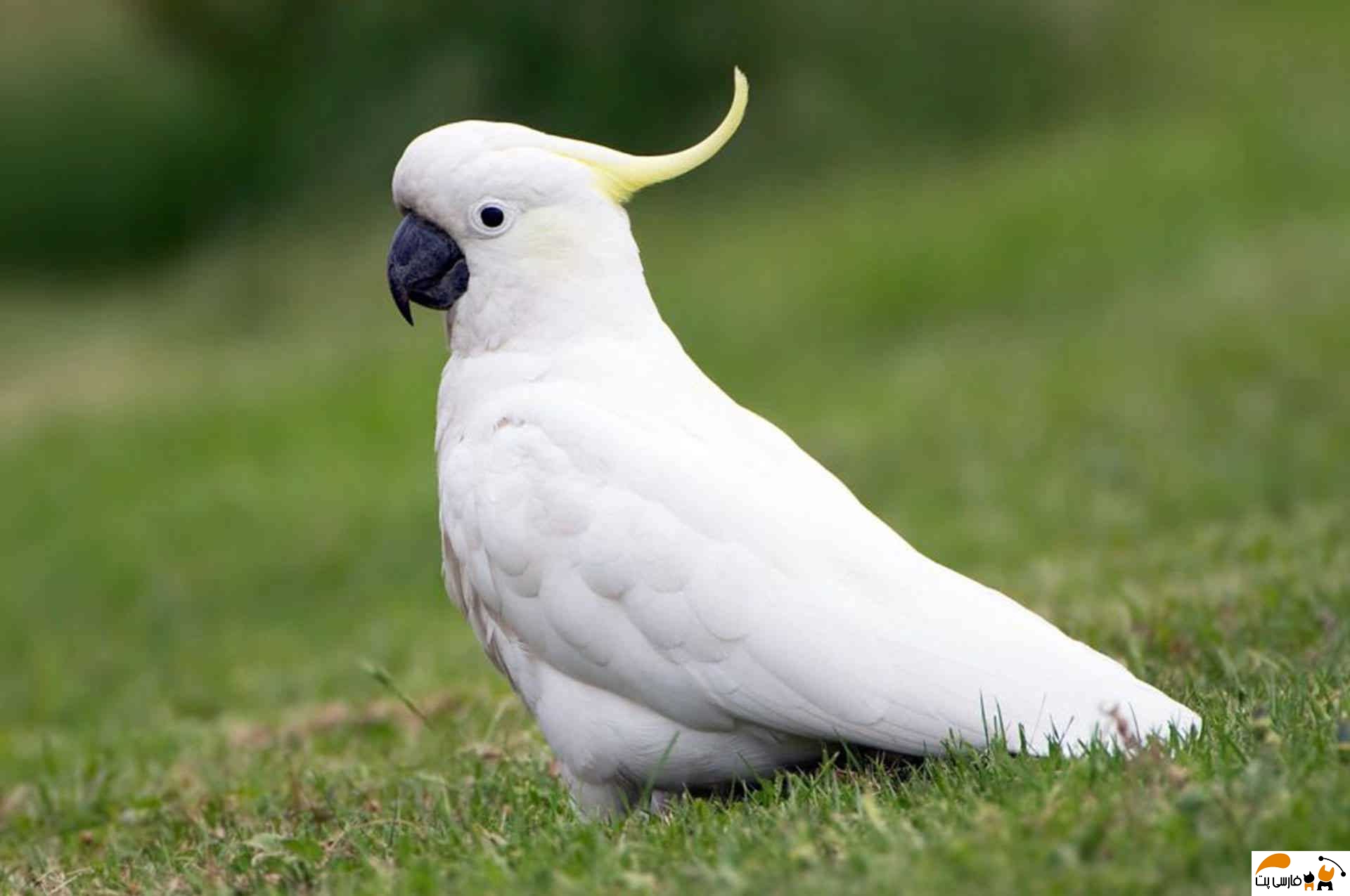 تعبیر خواب طوطی