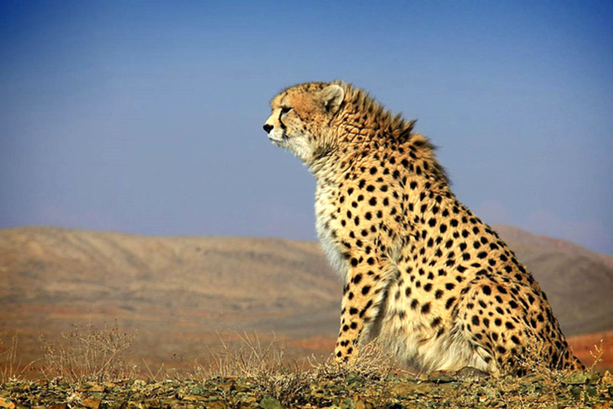 تعبیر خواب پلنگ
