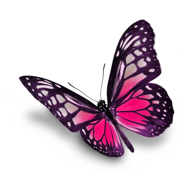 تعبیر خواب پروانه