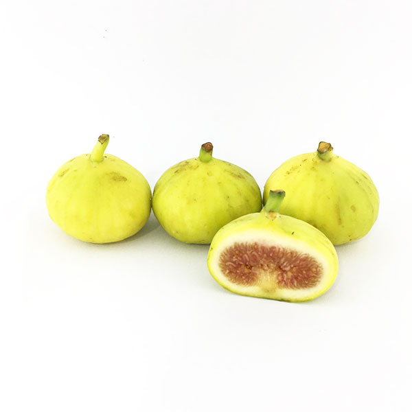 تعبیر خواب درخت انجیر