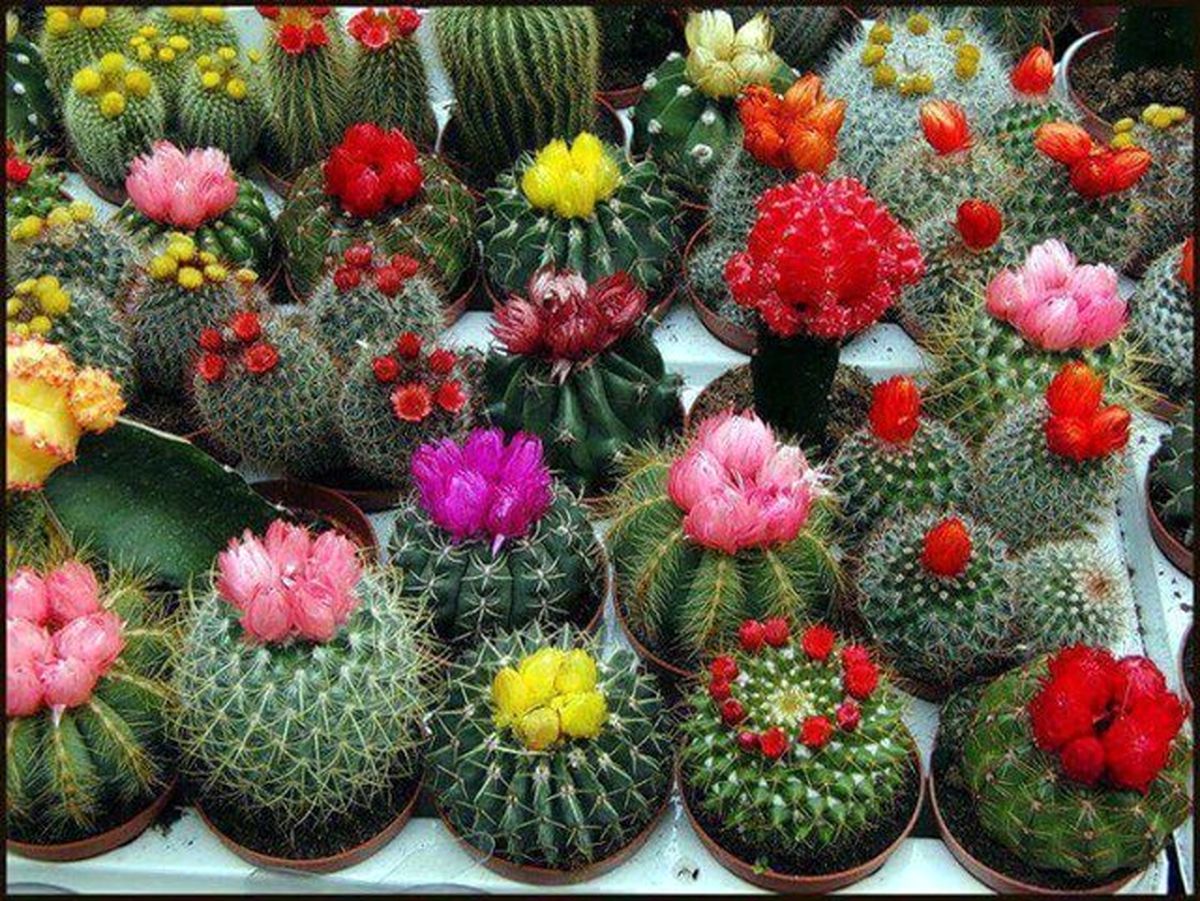 تعبیر خواب کاکتوس